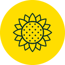 Asteráceas
